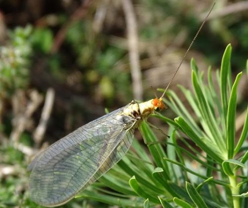 Réf. 192 240 : Nothochrysa fulviceps